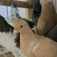 حیون زدوخوری چپ زرد کله سینه|پرنده|مشهد, سازمان آب|دیوار