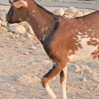 یه عدد بز با کهرهاش و یک کهره