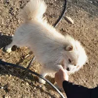 سگ پاکوتاه پامرانیان|سگ|قائم‌شهر, |دیوار