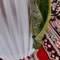 سانسوریا خاص ۱۵۰۰