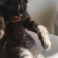 بچه بریتیش|گربه|ساری, |دیوار