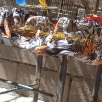 قناری طلایی