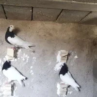 کفتر