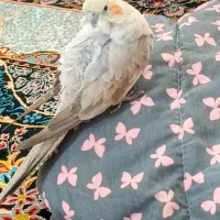 عروس هلندی ماده|پرنده|خمینی‌شهر, |دیوار