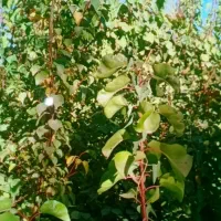 فروش به صورت تعداد بالا