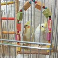 عروس هلندی۲میلیون و پانصد هزار