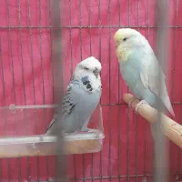 مرغ عشق انگلیسی گرید بالا