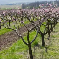 هرس انواع درختان میوه ای باسابقه درخشان