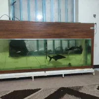 آکواریوم بزرگ|ماهی|ایذه, |دیوار