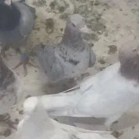 کفتر