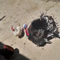 بوقلمون نر جوان و خروس جوان