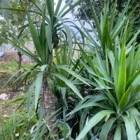 فروش انواع گل ها مستقیم از گلخانه|گل و گیاه طبیعی|رشت, شهرک قدس|دیوار