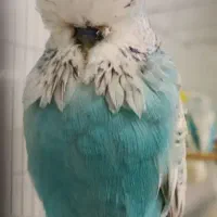 مرغ عشق انگلیسی اروپایی