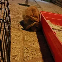 خرگوش لوپ|موش و خرگوش|یزد, |دیوار