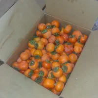 خرمالو درشت و متوسط