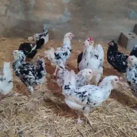 جوجه گلین لری اصل|حیوانات مزرعه|تهران, ایران|دیوار
