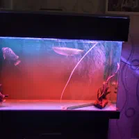 ماهی آروانا سیلور و کت فیش ( لجن خوار )