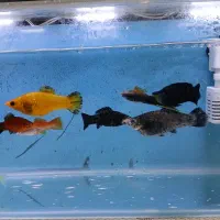 ماهی|ماهی|سبزوار, توحیدشهر|دیوار