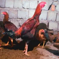 تخم مرغ نطف دار لاری