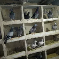 کفتر مسافتی بوم ندیده ازنژاد اصلی|پرنده|قم, نوبهار|دیوار