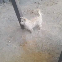 سگ پاپی