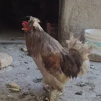 خروس تزئینی