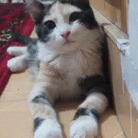گربه|گربه|ایلام, |دیوار