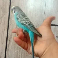 یه جفت مرغ عشق