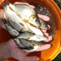 بچه ماهی امور کپور بکهد فتفاک