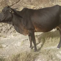 گاو و گوساله نر