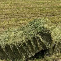 یونجه ساقه باریک