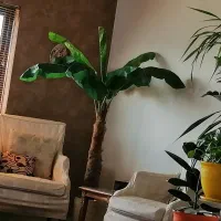 درخت موز خارجی