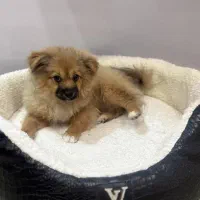 سگ پامر|سگ|طرقبه, |دیوار