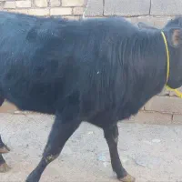 گوساله|حیوانات مزرعه|فیروزآباد (لرستان), |دیوار