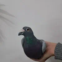 کبوترمسافتی|پرنده|هشتگرد, گلسار|دیوار