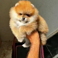 واگذاری توله خرسی|سگ|شیراز, دکتر حسابی|دیوار