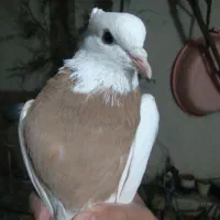 طوقی|پرنده|رفسنجان, |دیوار