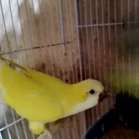 راهب زرد 2ساله با تست