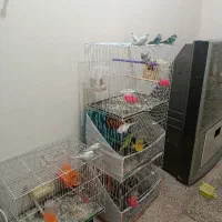 مرغ عشق|پرنده|مشهد, بهمن|دیوار