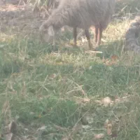 ۵ عدد توغلو ماده|حیوانات مزرعه|پارس‌آباد, |دیوار