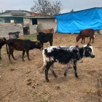 ۸ عدد گوساله ماده گاو