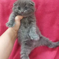 گربه های ملوس