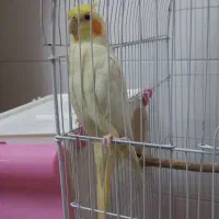 عروس هلندی ماده