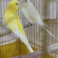 یک جفت مرغ عشق زیبا