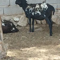 بز دوکهری|حیوانات مزرعه|بندرلنگه, |دیوار