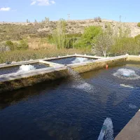 نگهبانی در پرورش ماهی