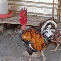 خروس گردن لخت سرحال