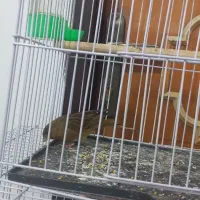 قناری آماده بخون