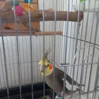 عروس هلندی