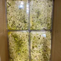 حلواارده  ۴۰۰ گرم کریستالی